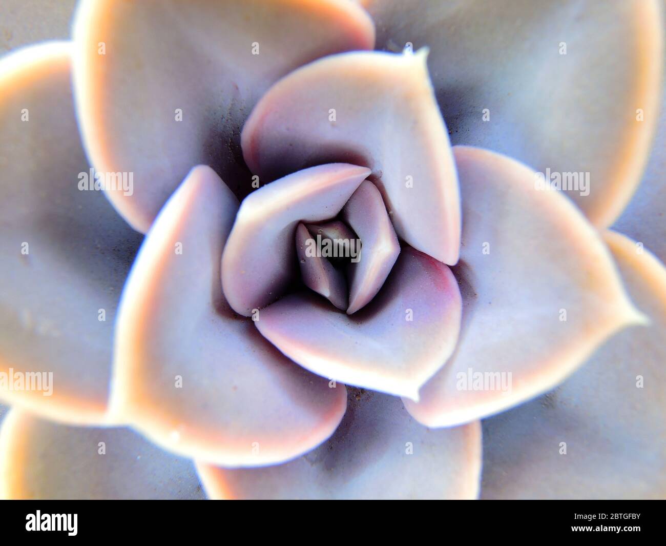 Vista dall'alto di un centro di una pianta succulenta, simmetria in natura. Foto Stock
