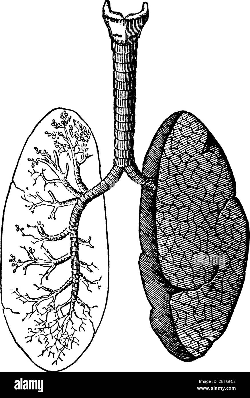 Una rappresentazione tipica dei polmoni e dei passaggi dell'aria, degli organi primari del sistema respiratorio negli esseri umani e negli animali, disegno di linee d'epoca Illustrazione Vettoriale