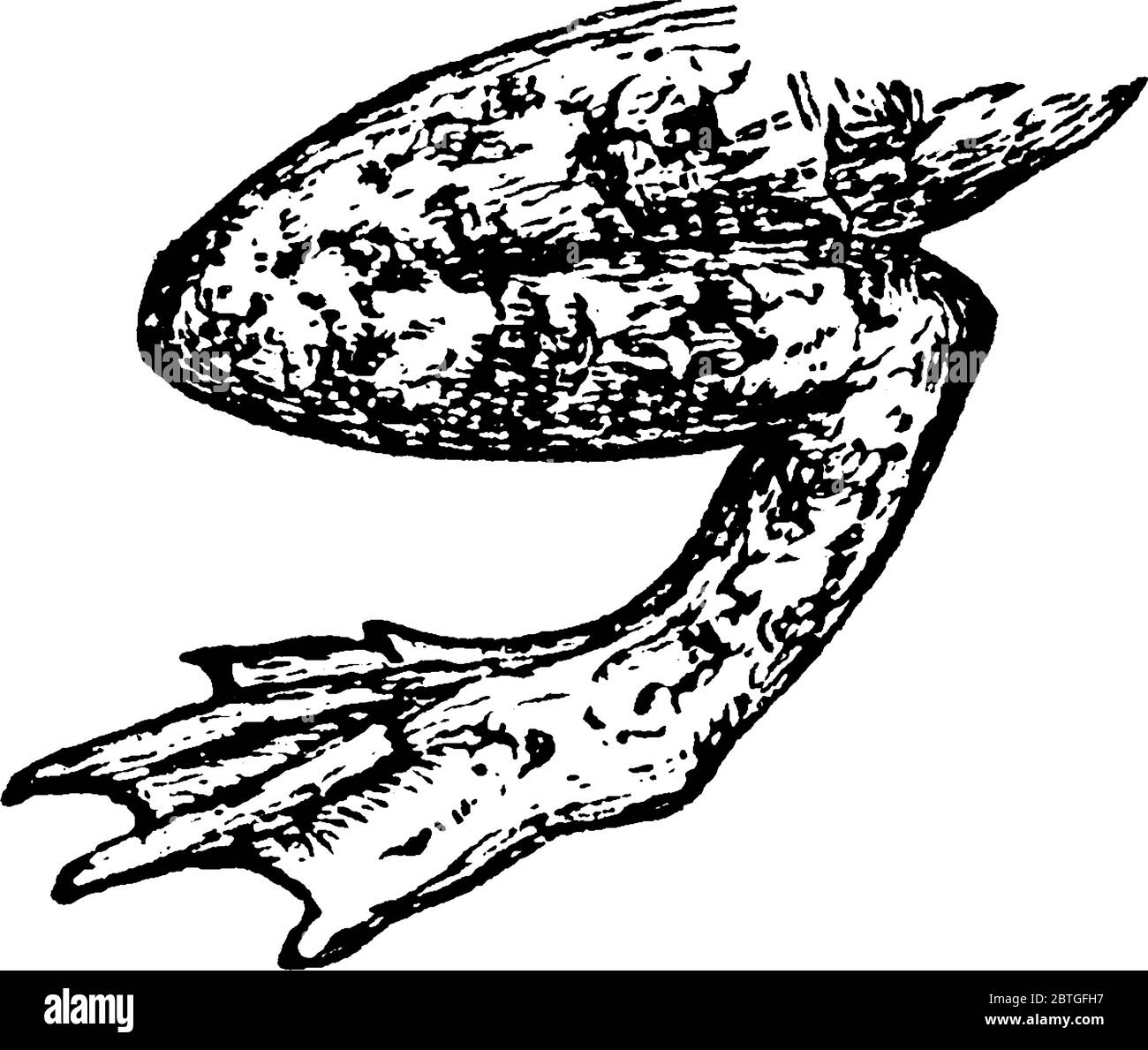 Piede di rana utilizzato per muoversi a terra e nuotare in acqua, disegno di linea vintage o illustrazione di incisione. Illustrazione Vettoriale