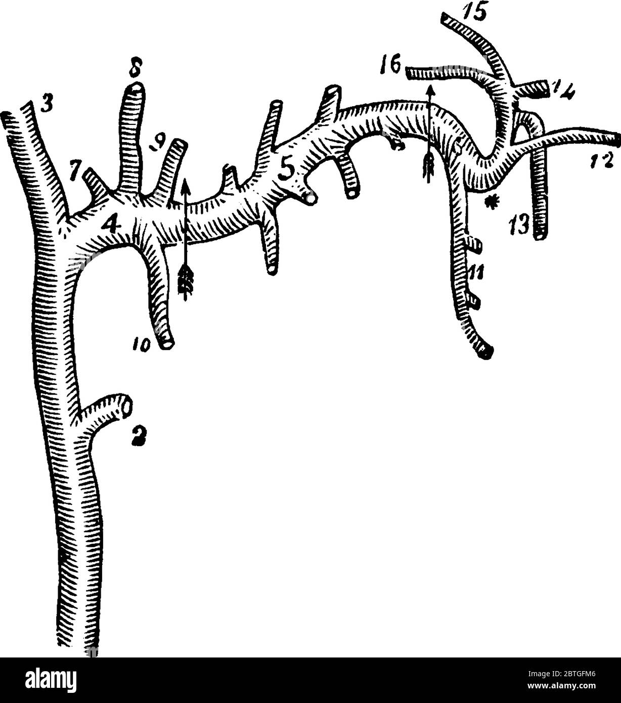 Le arterie carotidee sono i principali vasi sanguigni del collo che portano il sangue ricco di ossigeno lontano dal cuore al collo, alla testa e al viso, disegno vintage Illustrazione Vettoriale