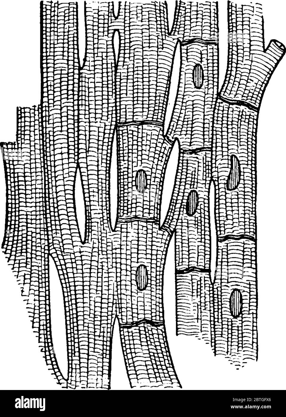 Una rappresentazione tipica delle fibre muscolari del cuore che mostra le striature e le giunzioni delle cellule, fortemente ingrandite., disegno di linea vintage Illustrazione Vettoriale