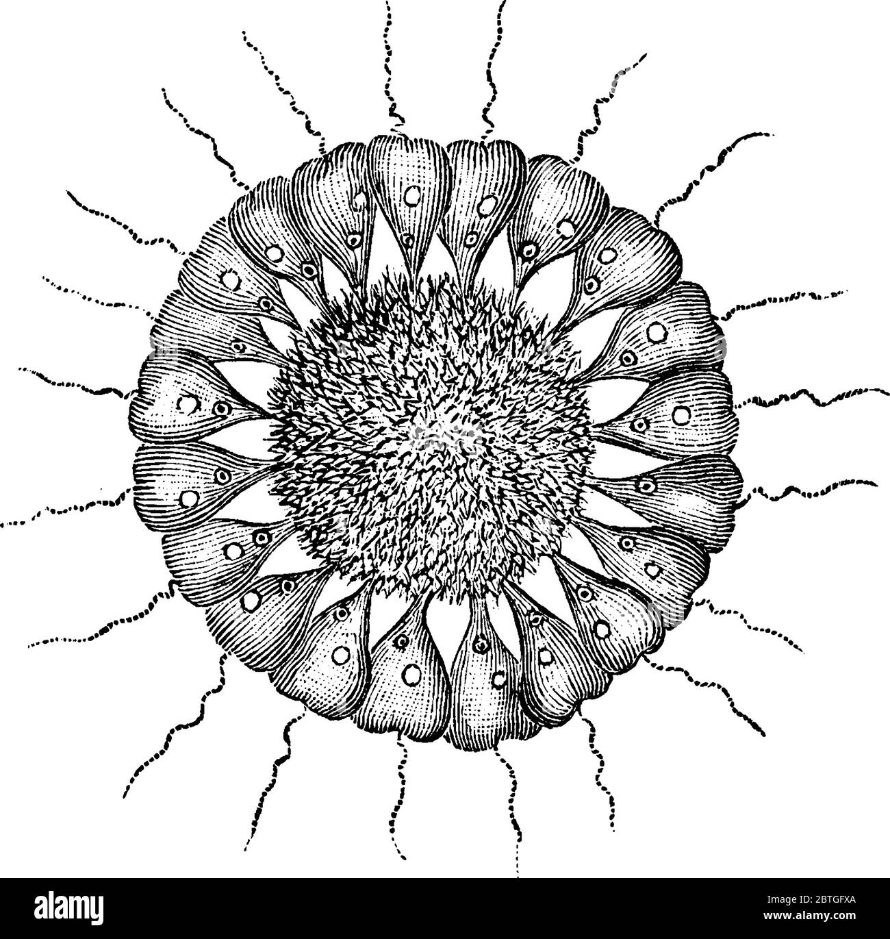 Figura che mostra i flagellati di cercomonad, sono predatori molto importanti sui batteri nel suolo, disegno di linea di annata o illustrazione di incisione. Illustrazione Vettoriale