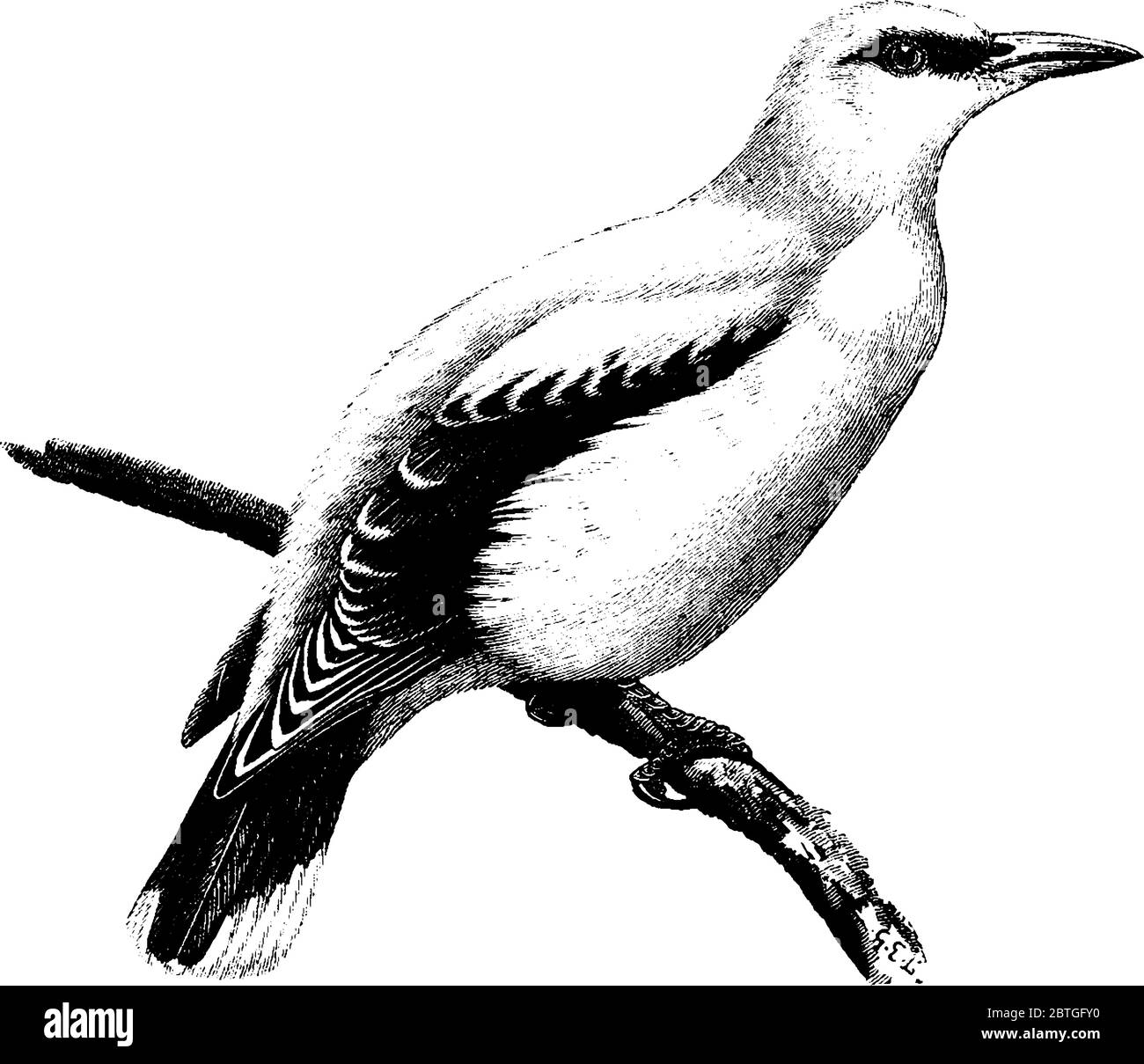 Il Golden Oriole è un piccolo uccello passerino della famiglia degli Oriolidae, giallo, con segni ad occhio scuro e ali nere, disegno di linea vintage o incisione Illustrazione Vettoriale