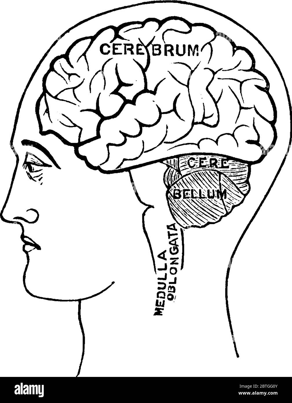 Il cervelletto riceve informazioni dai sistemi sensoriali, dal midollo spinale e da altre parti del cervello e regola quindi i movimenti motori, il vintag Illustrazione Vettoriale