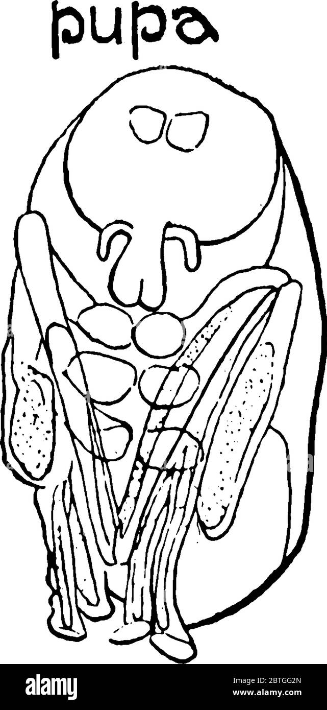 Horse Fly è il membro del genere Tabanus, con deboli macchie di fumo sulle ali. Questa figura rappresenta il Pupa del volo del Cavallo, disegno di linea vintage Illustrazione Vettoriale