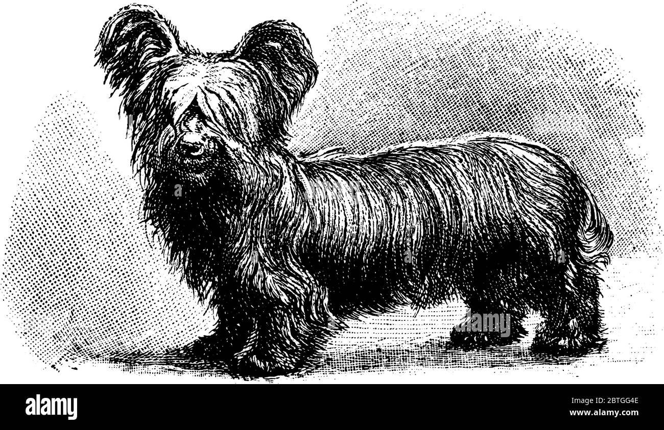 Una piccola razza di cane avente grandi peli sul corpo e di piccole dimensioni, disegno di linea vintage o illustrazione di incisione. Illustrazione Vettoriale