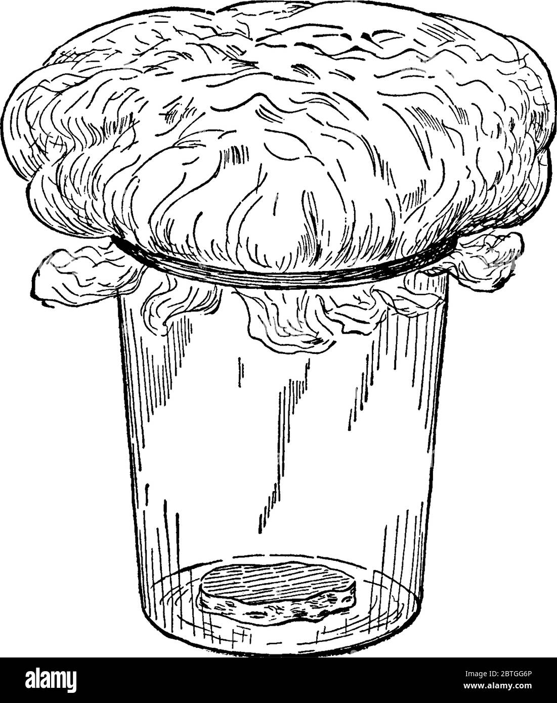 Tumbler pezzo di patata che è completamente coperto di cotone, disegno di linea vintage o incisione illustrazione. Illustrazione Vettoriale