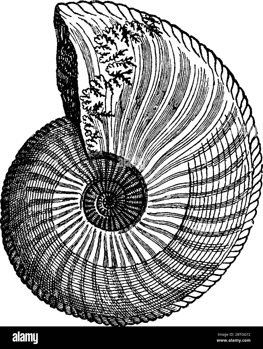 Ammoniti sono i parenti estinti di creature marine come il moderno Nautilus di Palau, disegno di linee d'epoca o illustrazione di incisione. Illustrazione Vettoriale
