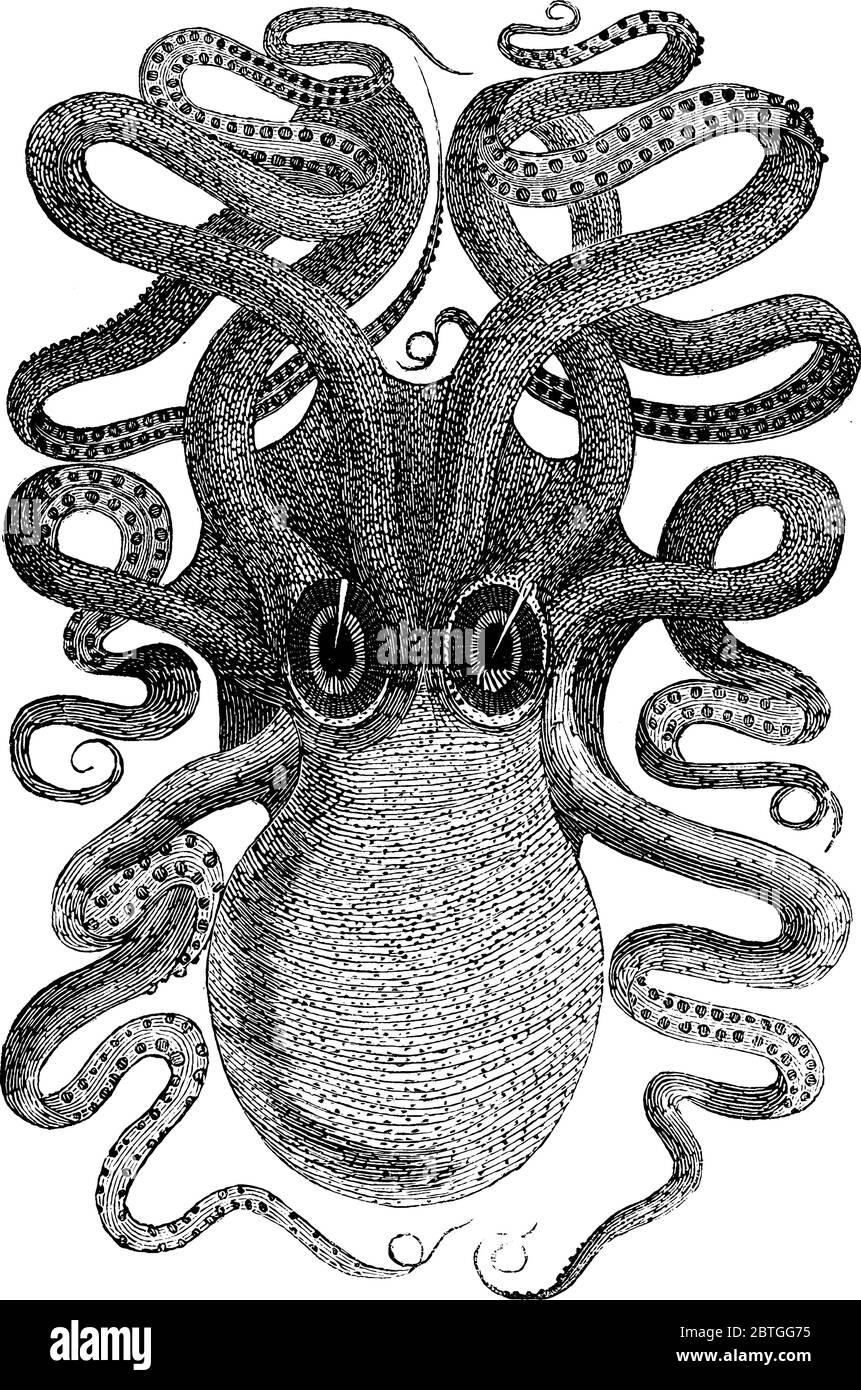 La seppia è un animale marino e cefalopodi dell'ordine Sepioidea, ha una testa grande con piccoli tentacoli, disegno di linea vintage o incisioni illus Illustrazione Vettoriale