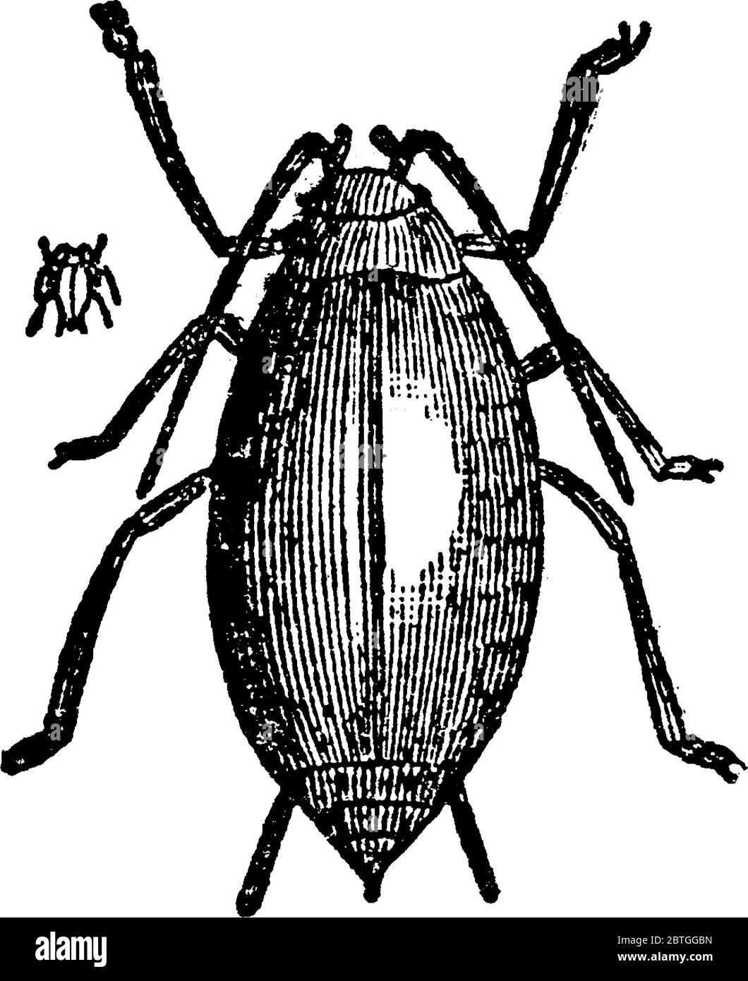 Luppolo afide in forma larvale. Afidi o verdflidi, sono piccoli insetti che mangiano piante e membri della superfamiglia Aphidoidea. Sono tra i più des Illustrazione Vettoriale