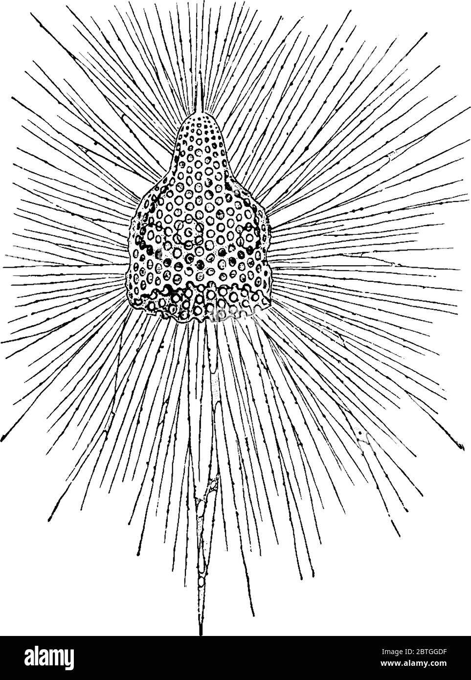 Figura che mostra l'animale acquatico monocellulari che ha un corpo sferico simile ad ameba con uno scheletro spinoso di silice, chiamato radiolariano, lin vintage Illustrazione Vettoriale