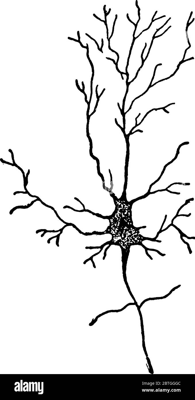 Una cella nervosa del cervello, disegno di linee vintage o illustrazione dell'incisione. Illustrazione Vettoriale