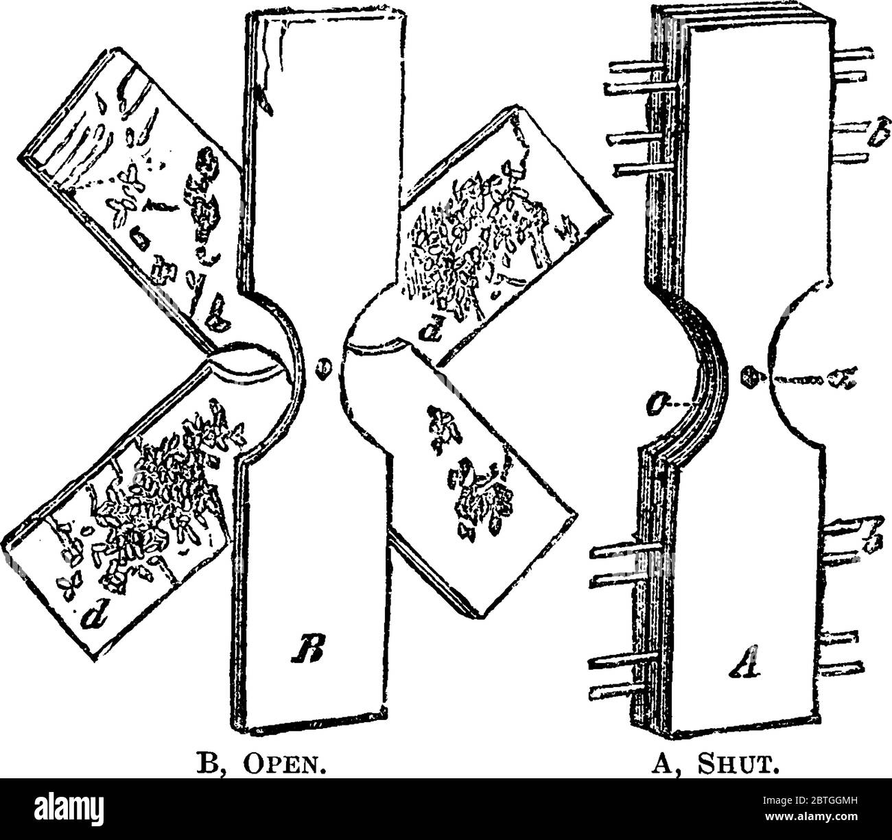 Il sifone Codlin è composto da 2-3 pezzi di tavole unite tra loro dal centro con vite, disegno di linee vintage o illustrazione di incisione. Illustrazione Vettoriale