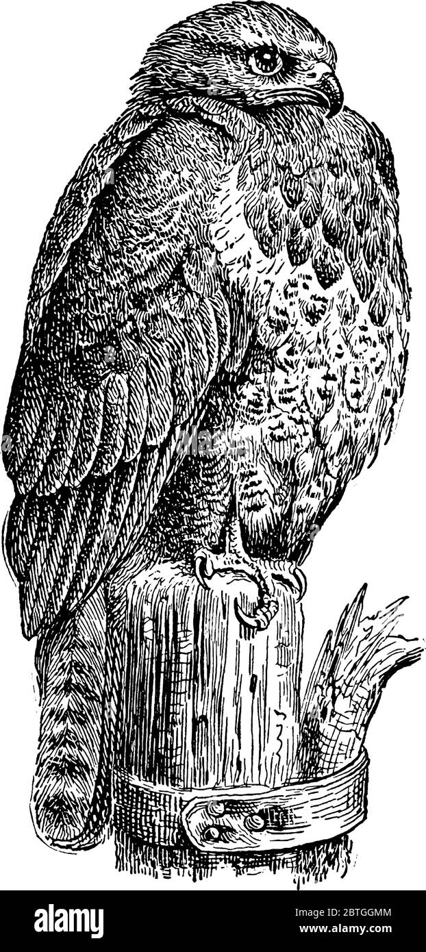 Buzzard, un tipo di falco, è un uccello grande con le fatture spesse, la coda, il collo corto, le ali larghe e larghe, disegno di linea vintage o illustrazione di incisione. Illustrazione Vettoriale