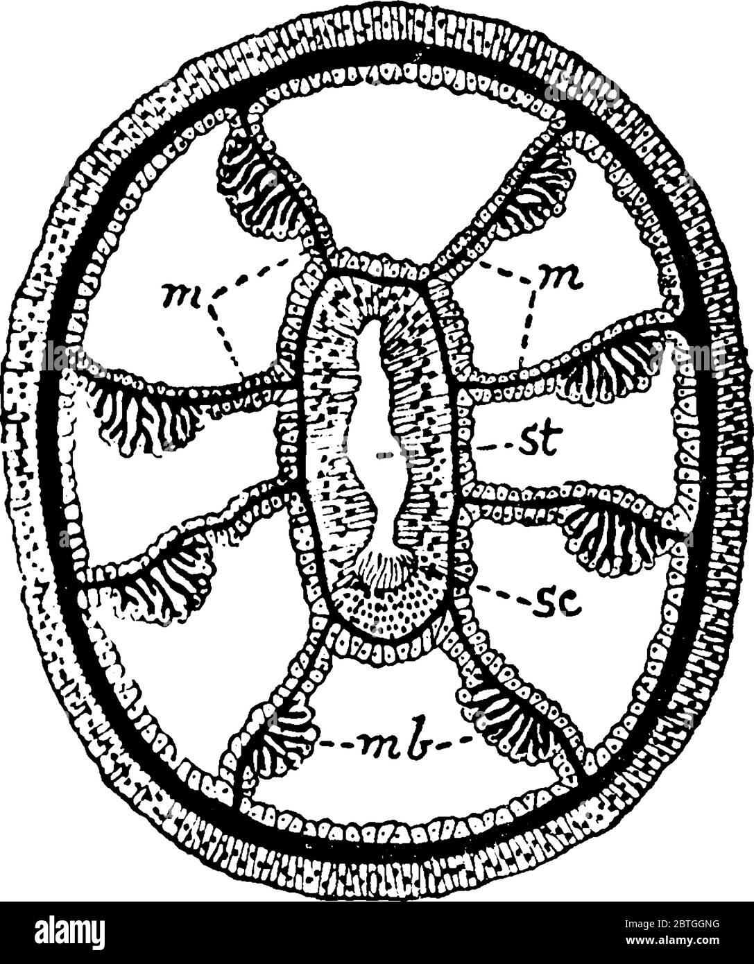 Una rappresentazione tipica della sezione trasversale di uno zooide alcionariano, che mostra le parti, 'm': Mesenteries; 'b': Striscioni muscolari; 'c': Sulcus A. Illustrazione Vettoriale