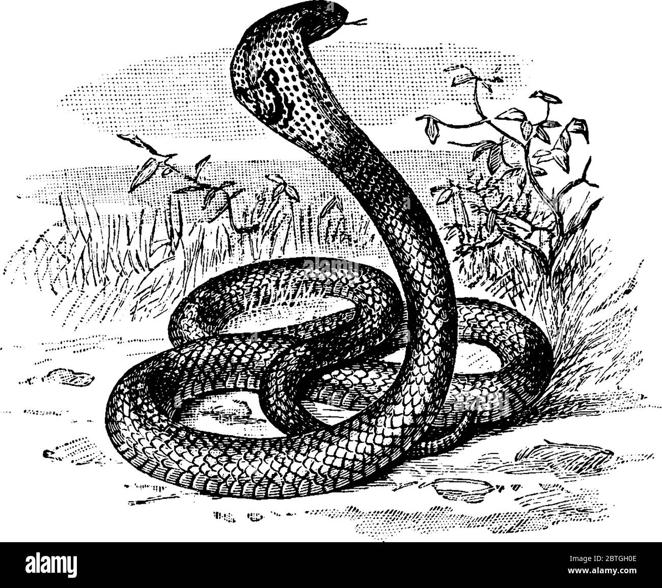 I cobra sono serpenti ad alto contenuto velenoso della famiglia Elapidae, disegni di linee d'epoca o illustrazioni per incisione. Illustrazione Vettoriale