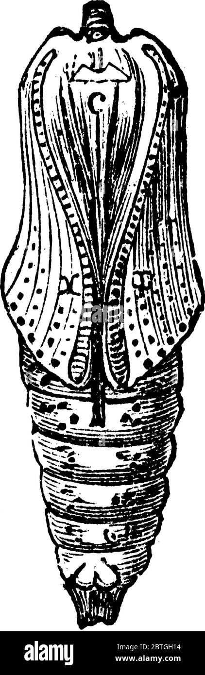 Le pupe di diversi gruppi di insetti hanno nomi diversi come il crisalide per le pupe di farfalle racchiuse in altre strutture come il cocco Illustrazione Vettoriale