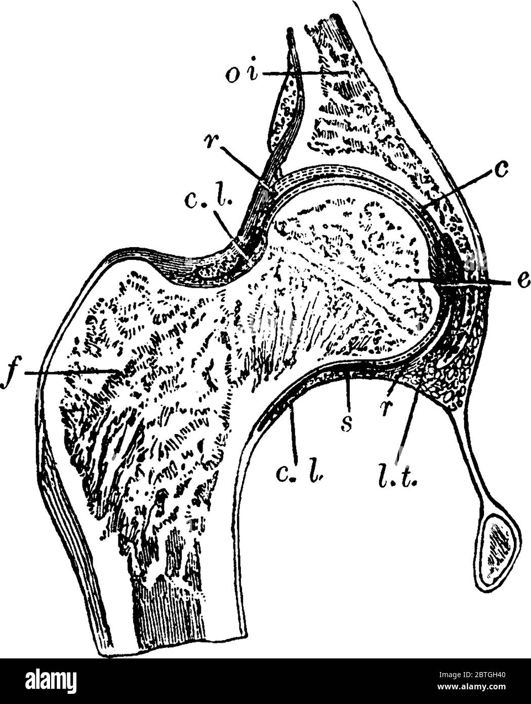 Sezione attraverso l'articolazione dell'anca, con le sue parti etichettate, disegno di linea vintage o illustrazione dell'incisione. Illustrazione Vettoriale