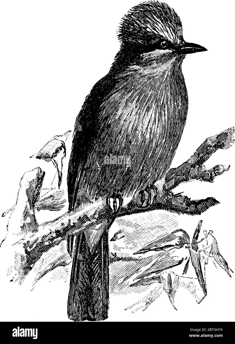 Un Flycatcher Vermilion maschio ha una cresta globulare piena, e il foro sotto le parti che fiammeggiante rosso, la parte posteriore, le ali e la coda un marrone crepuscolo. Qui è illustrato Illustrazione Vettoriale