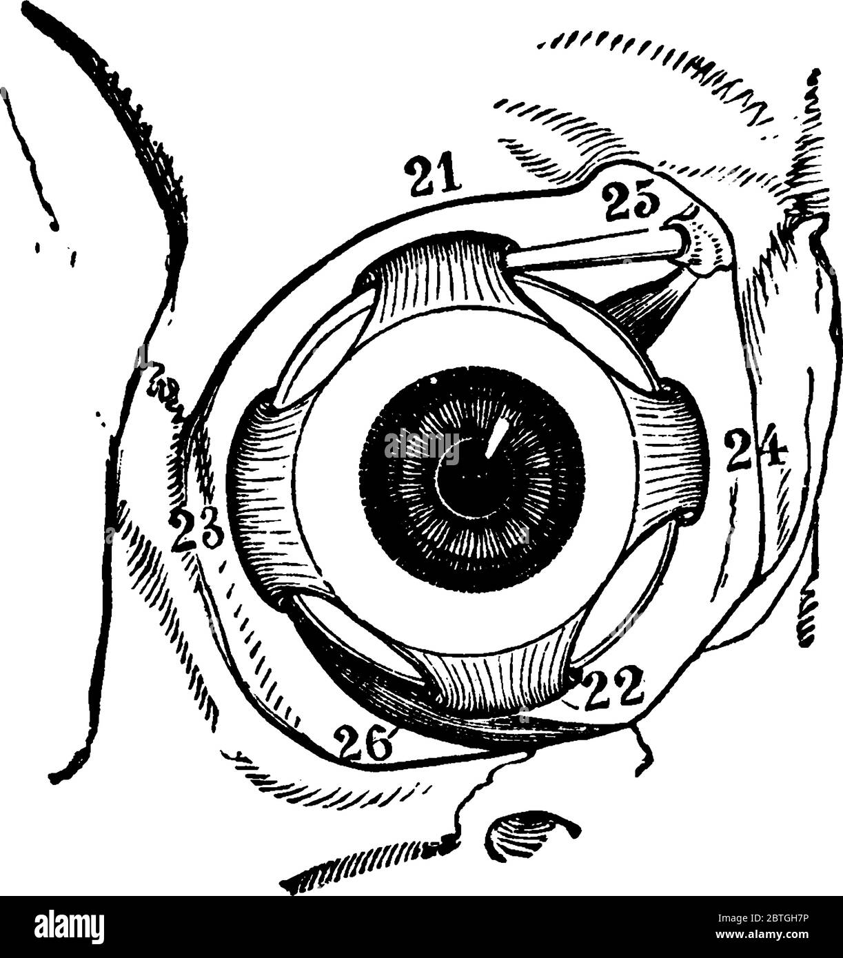 Muscoli del bulbo oculare destro all'interno dell'orbita, visto dalla parte anteriore, con le sue parti etichettate come 21, 22, 23, 24, 25 e 26, che rappresentano, superiore, infer Illustrazione Vettoriale