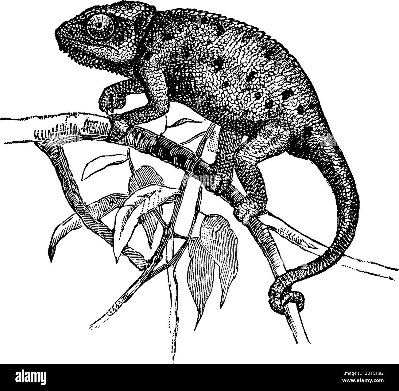 Chamæleon vulgaris è la più famosa tra le 59 specie. Il suo corpo è lungo 6 - 7 pollici, coda circa 5 pollici. La pelle è fredda al tatto e al tatto Illustrazione Vettoriale