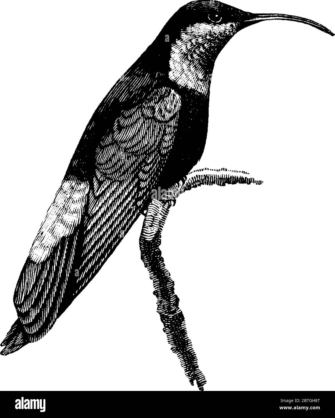 I colibrì sono molto piccoli e appartengono alla famiglia dei Trochilidae, si falda le ali molto velocemente., disegno di linea vintage o incisione illustri Illustrazione Vettoriale