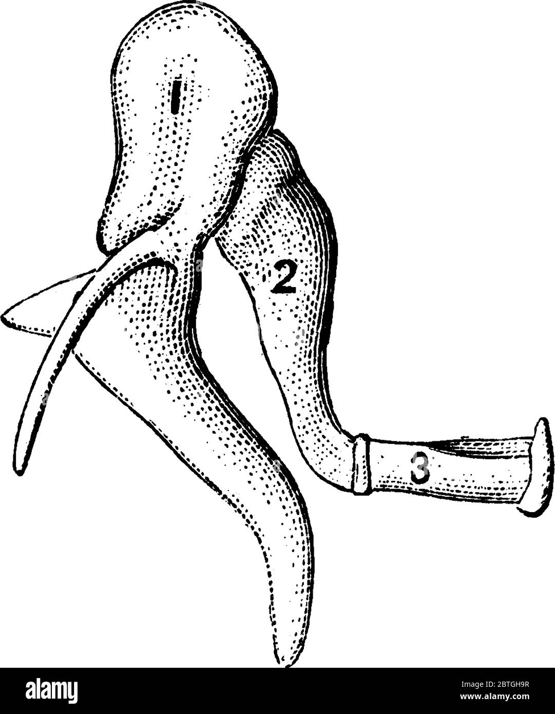 Le ossa dell'orecchio umano, che mostrano le parti, 1, malleus, o martello;  2, incus, o incudine e 3, stapes, o staffa, disegno di linea vintage o  incisione Immagine e Vettoriale - Alamy