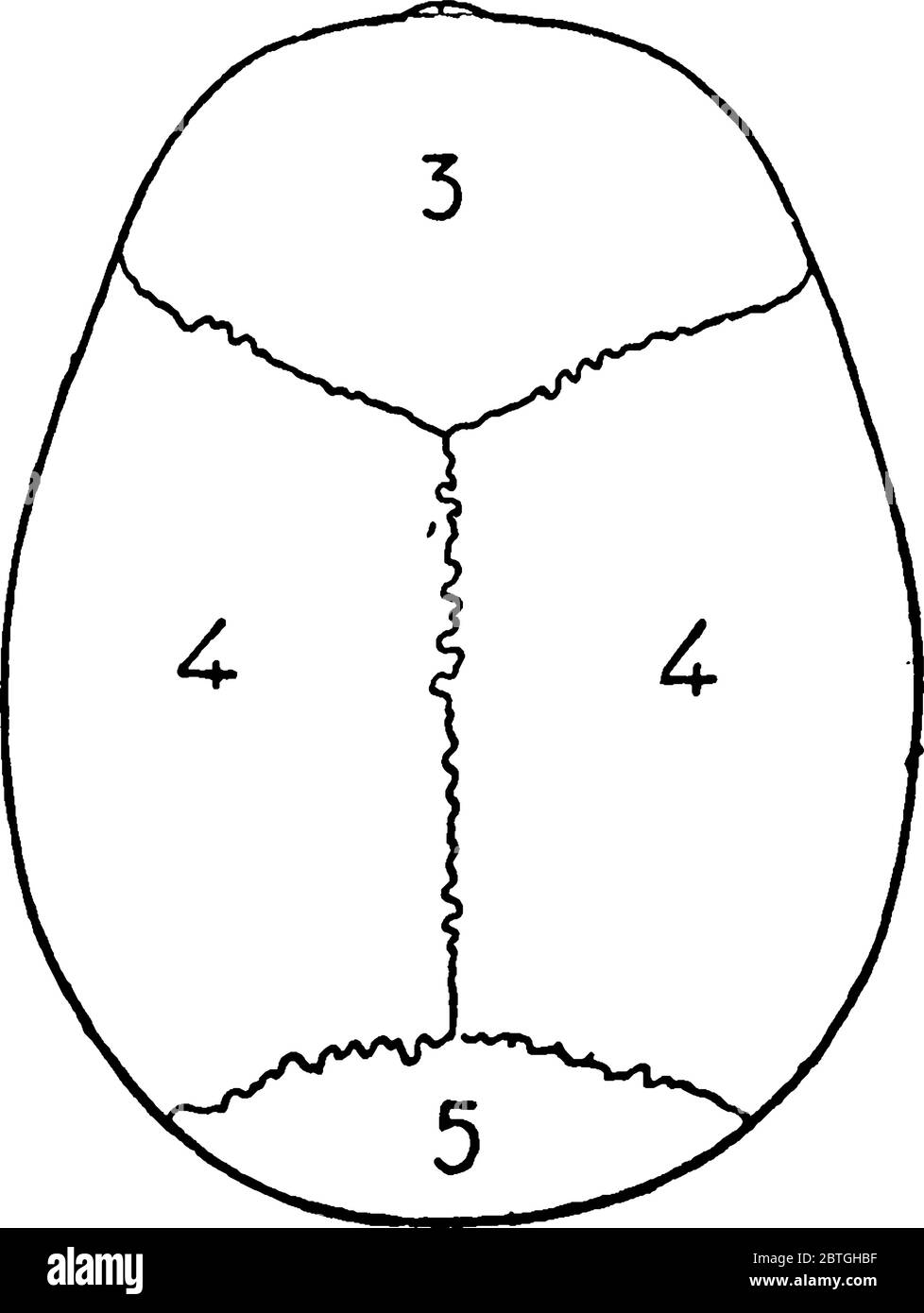 Una vista dall'alto di un cranio umano, che serve da cavità protettiva per il cervello, con le sue parti etichettate, disegno di linea vintage o illustratore di incisione Illustrazione Vettoriale