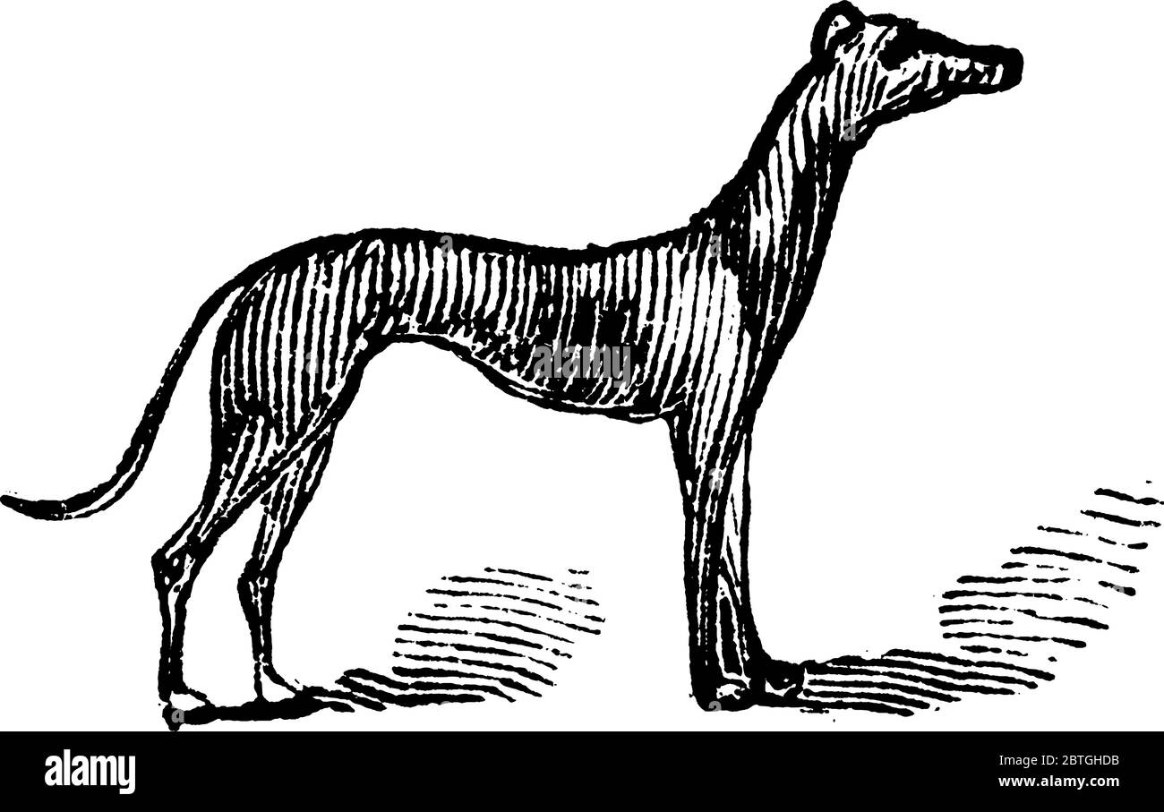 Il Greyhound è una delle più antiche e più veloci razze di cani, spesso utilizzati per le corse. , disegno di linea vintage o illustrazione di incisione. Illustrazione Vettoriale