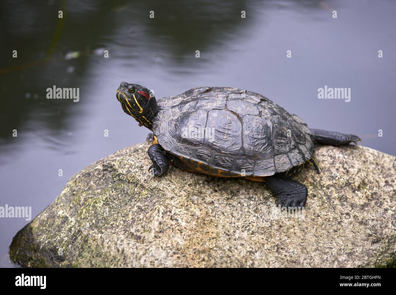 Tartaruga con cursore rosso. Una tartaruga a cursore rosso si appoggia su una roccia. Foto Stock