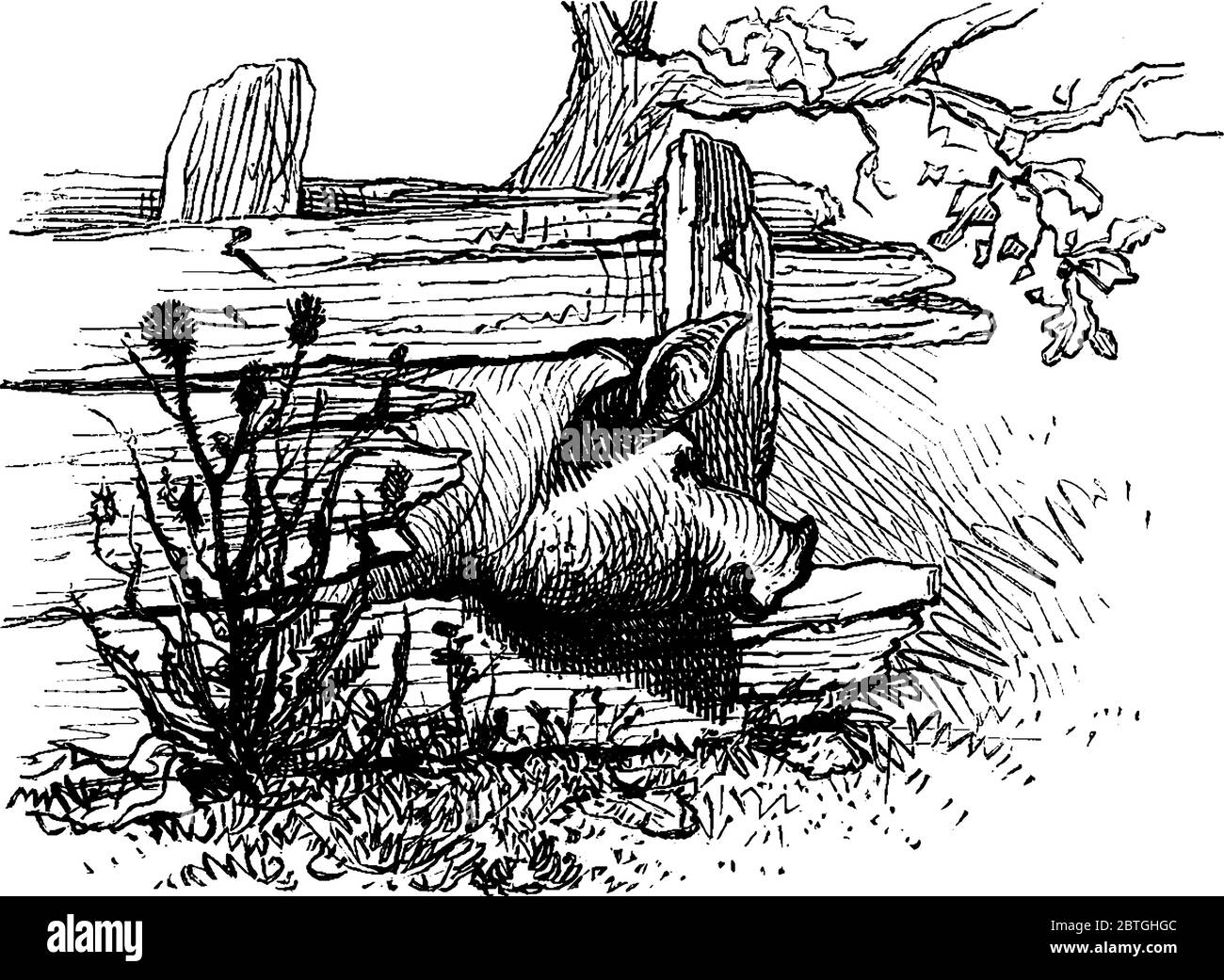 Il maiale domestico si blocca la testa in una recinzione di legno., disegno di linea vintage o illustrazione di incisione. Illustrazione Vettoriale