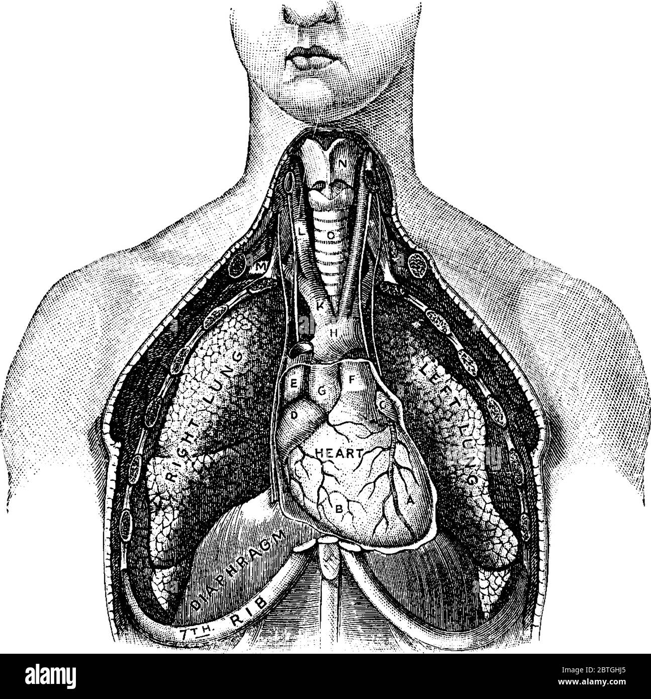 L'ossigeno entra nei polmoni umani come parte dell'aria che respirano, con le parti rappresentate, L.A., ventricolo sinistro; B, ventricolo destro; F, arte polmonare Illustrazione Vettoriale
