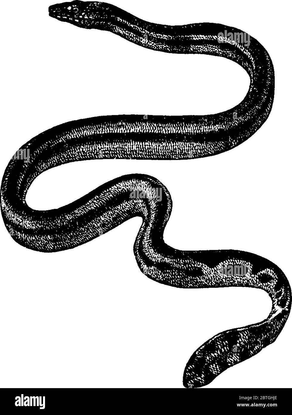 Il serpente marino, un serpente marino tropicale noto per il suo colore nero sulla parte superiore e il ventre giallo, disegno di linea vintage o illustrazione di incisione. Illustrazione Vettoriale