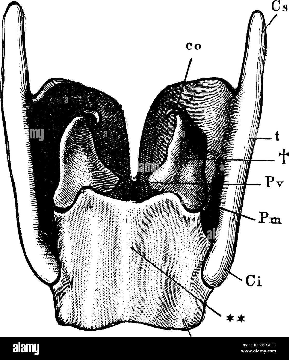 Il Larynx è un tubo lungo circa 5 cm negli adulti, disegno di linea vintage o illustrazione di incisione. Illustrazione Vettoriale