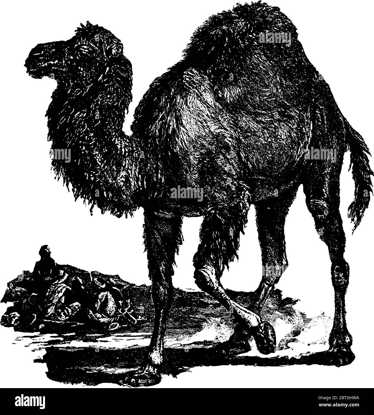 Il cammello Dromedary, un grande ungulato a punta uniforme, cammello a una zampata, disegno di linea vintage o illustrazione di incisione. Illustrazione Vettoriale