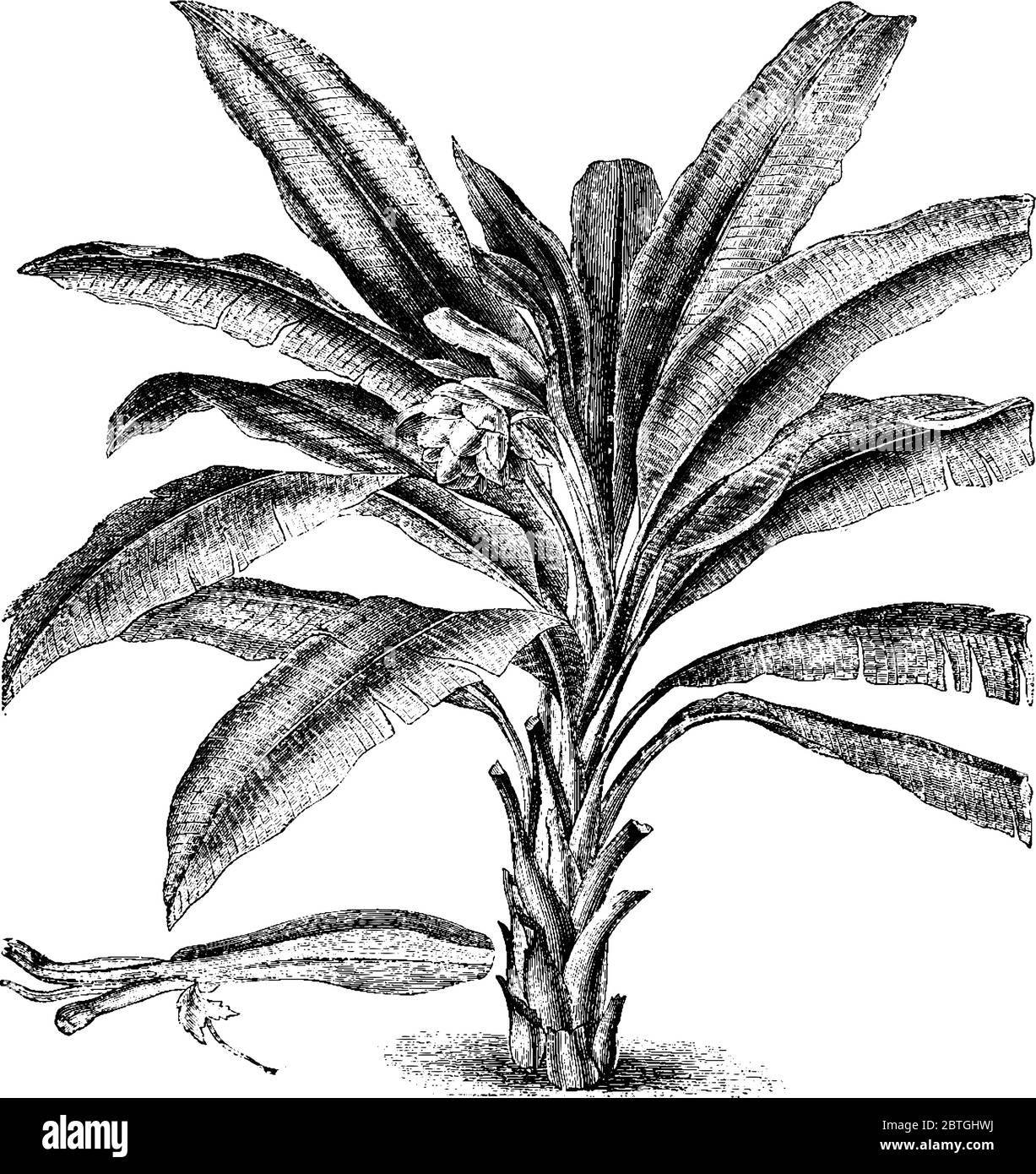 Albero con pseudo stelo gonfio alla base è una varietà di banana albero, disegno di linea vintage o incisione illustrazione. Illustrazione Vettoriale