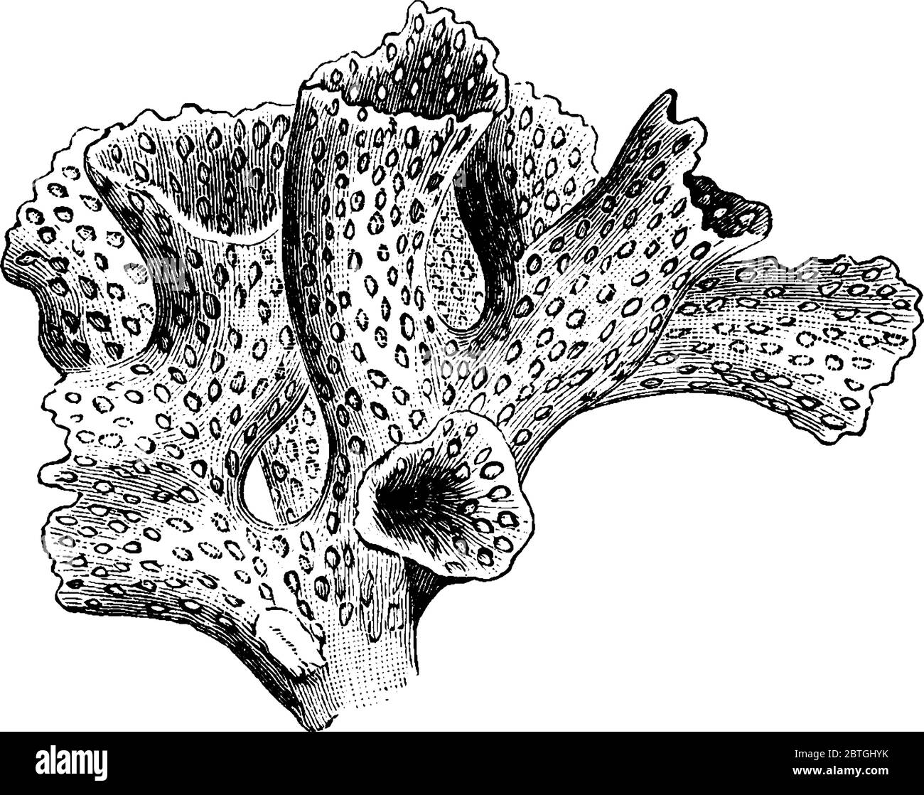 Gli invertebrati marini corallini vivono in colonie compatte di molti polipi singoli simili e identici, animali simili a sac con tentacoli intorno ad un centro Illustrazione Vettoriale