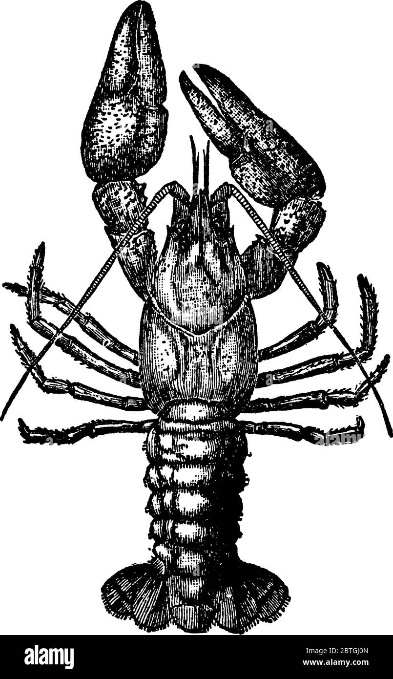 Gamberi, i crostacei d'acqua dolce assomigliano a piccole aragoste. Questo tipo di specie, soprattutto trovato in acqua dolce ruscelli ruscelli e ruscelli, e whic Illustrazione Vettoriale