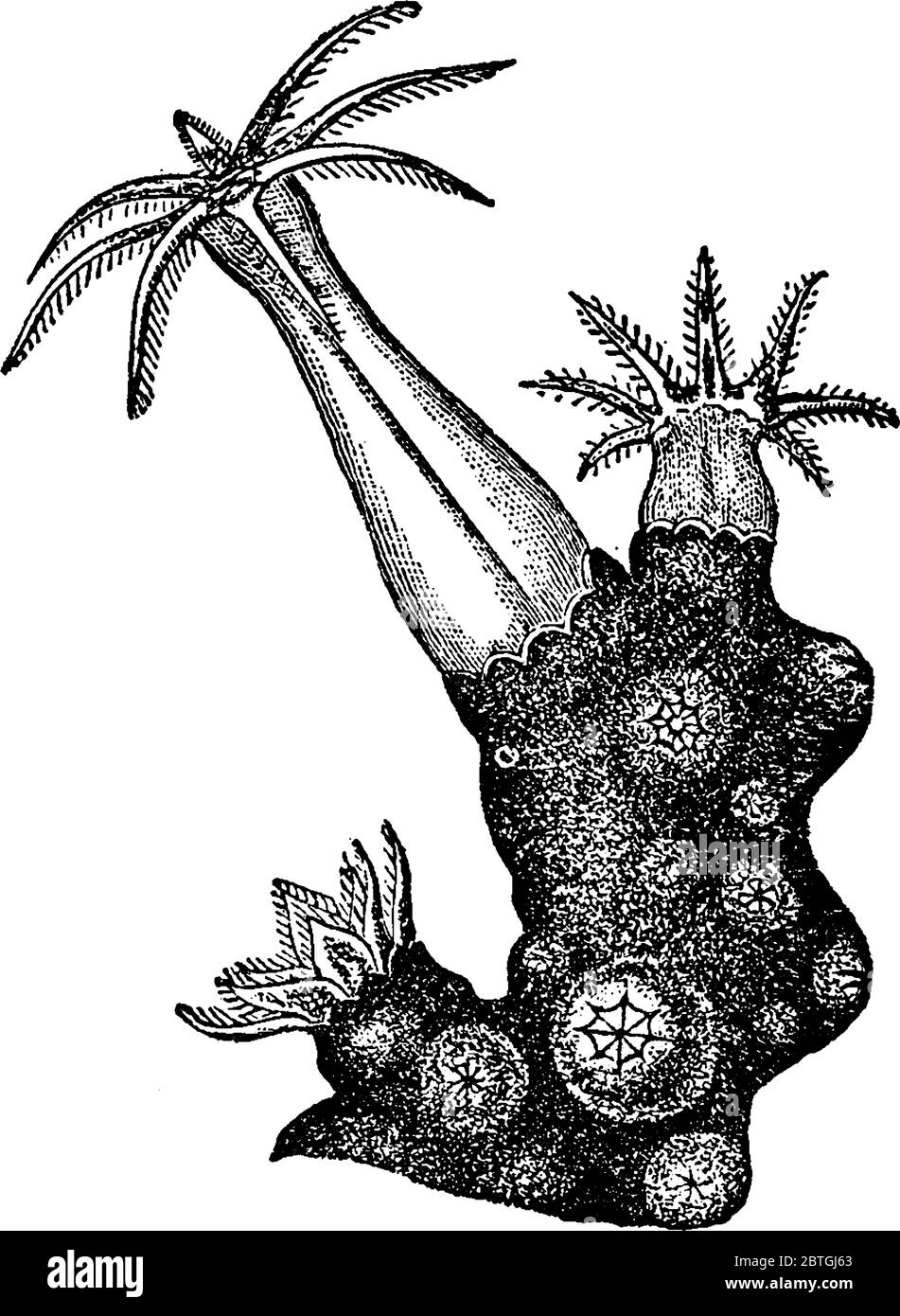 Un'illustrazione di una parte di uno stock di Corallo prezioso o Corato Rosso. Sono, durevoli e intensamente colorati, scheletro rosso o rosa, che viene utilizzato per ma Illustrazione Vettoriale