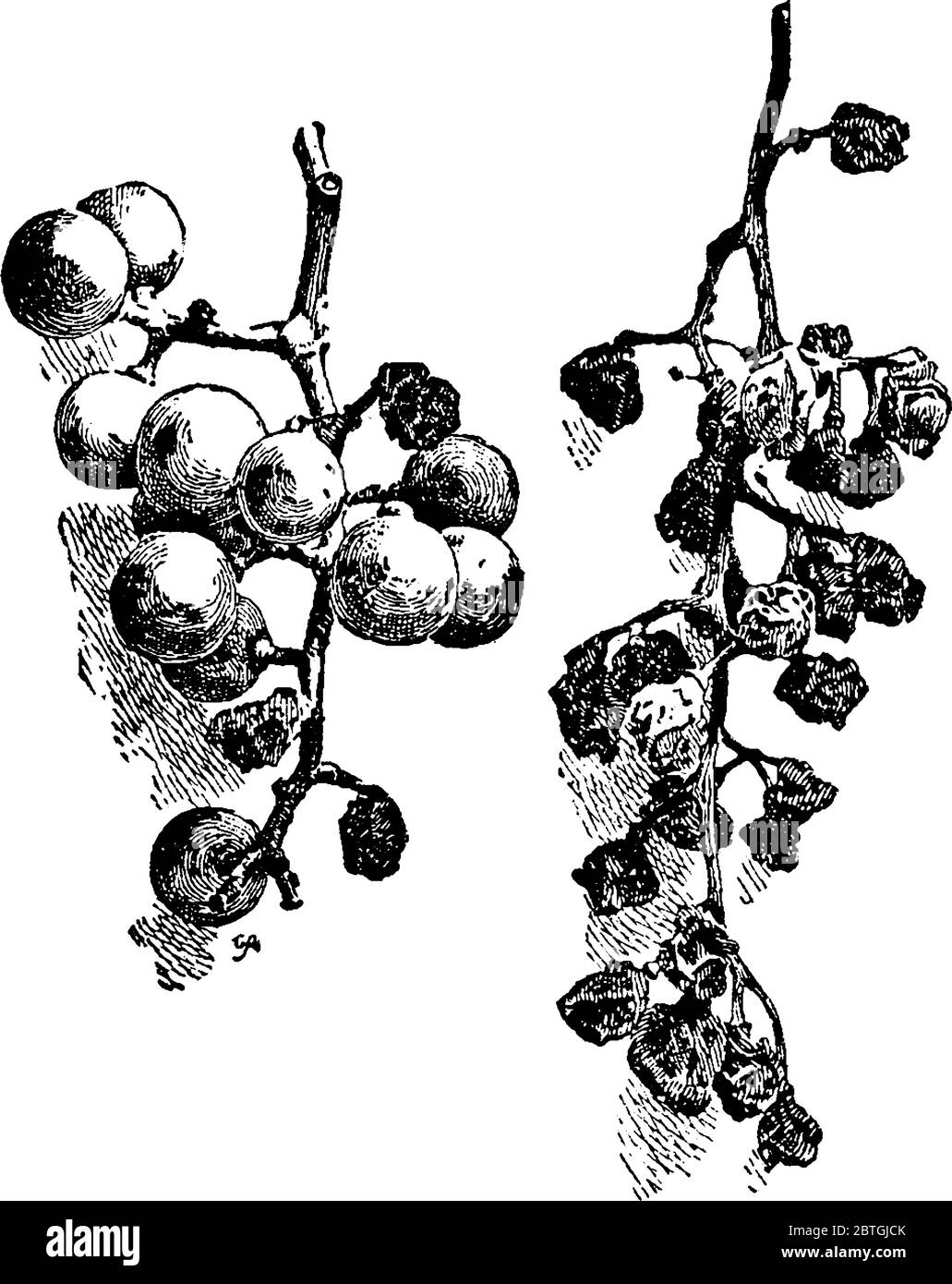 Immagine che mostra le uve sono rovinate da un'infezione fungina chiamata marciume nero, disegno di linea d'annata o illustrazione dell'incisione. Illustrazione Vettoriale