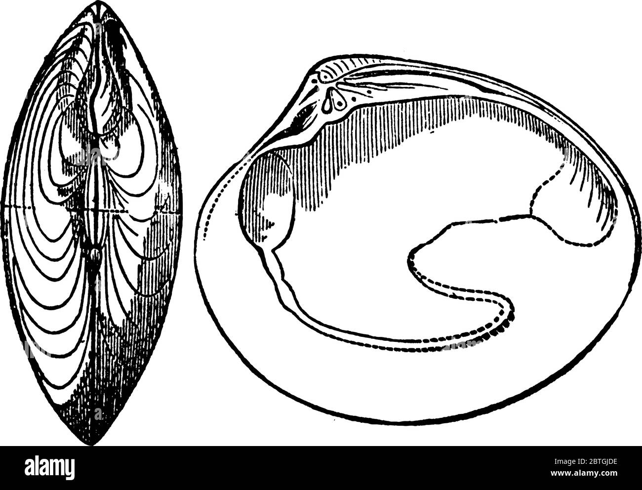 Guscio di un bivalvi, quei molluschi i cui rivestimenti consistono di due piastre concave o valvole shelly, disegno di linea vintage o illustrazione di incisione. Illustrazione Vettoriale