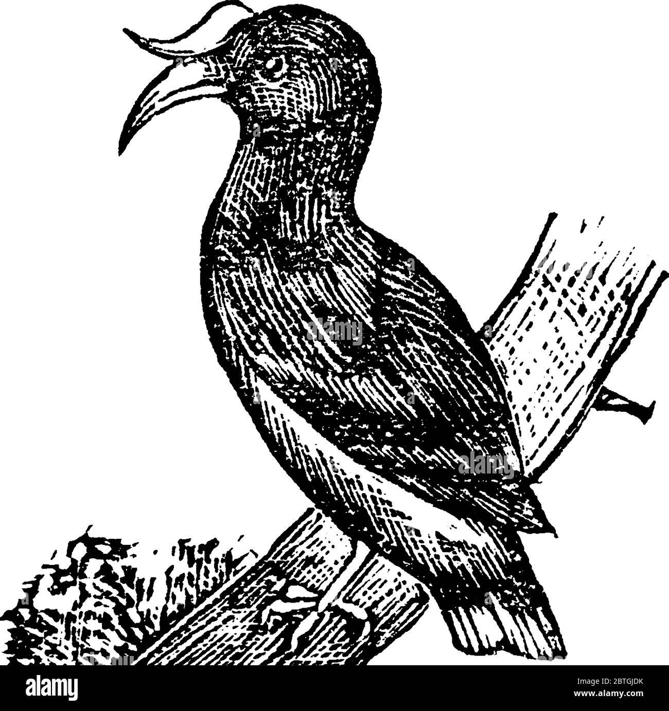 Le hornbrill sono una famiglia di uccelli trovati in Africa tropicale e subtropicale, Asia e Melanesia, disegno di linea d'annata o illustrazione di incisione. Illustrazione Vettoriale