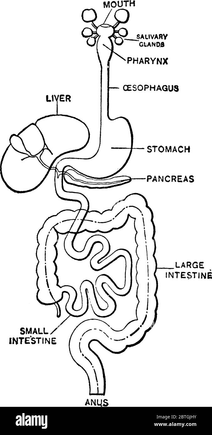Il sistema digestivo di un essere umano dalla bocca all'ano è costituito da organi digestivi. La sua funzione è di digerire il cibo in pezzi più piccoli e l'assorbimento Illustrazione Vettoriale