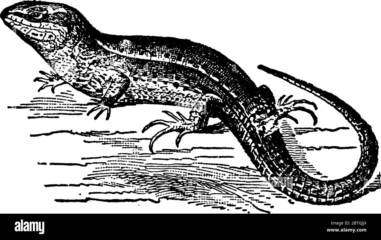 Lucertola con due coppie di arti e un corpo allungato che termina in una coda, le uova vengono depositate e lasciate schiudere senza cura del genitore Illustrazione Vettoriale