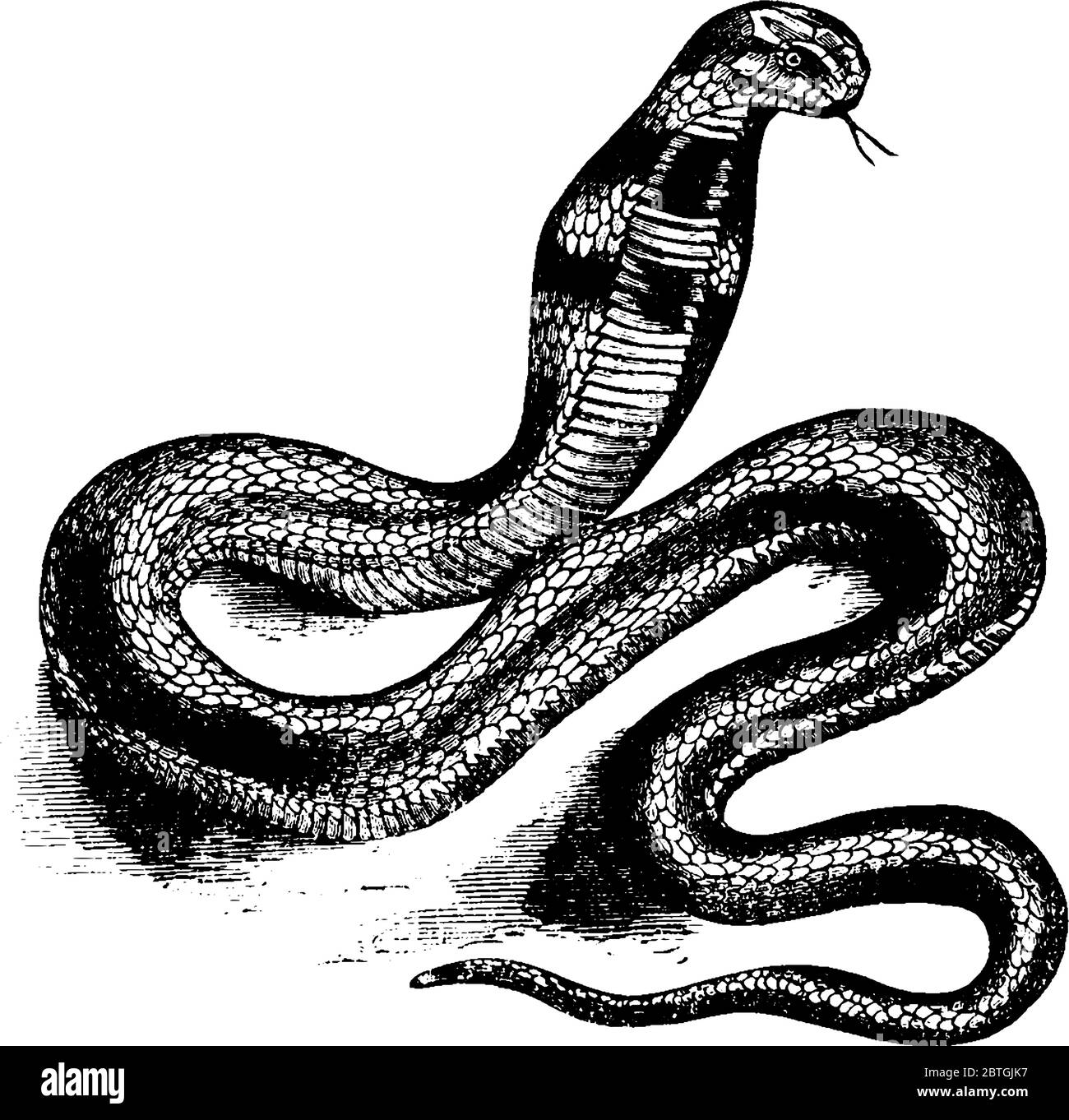 I cobra sono serpenti ad alto contenuto velenoso della famiglia Elapidae, disegni di linee d'epoca o illustrazioni per incisione. Illustrazione Vettoriale