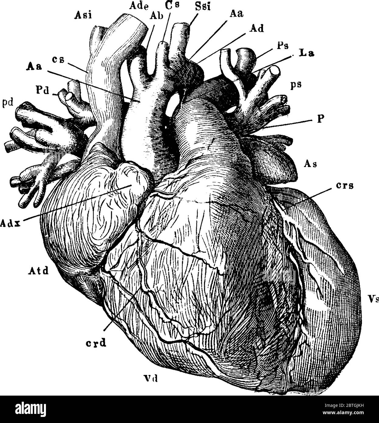 Il cuore e il grande vaso sanguigno ad esso attaccato, visto dal lato verso lo sterno, le cavità di sinistra e i vasi ad essi collegati sono Illustrazione Vettoriale