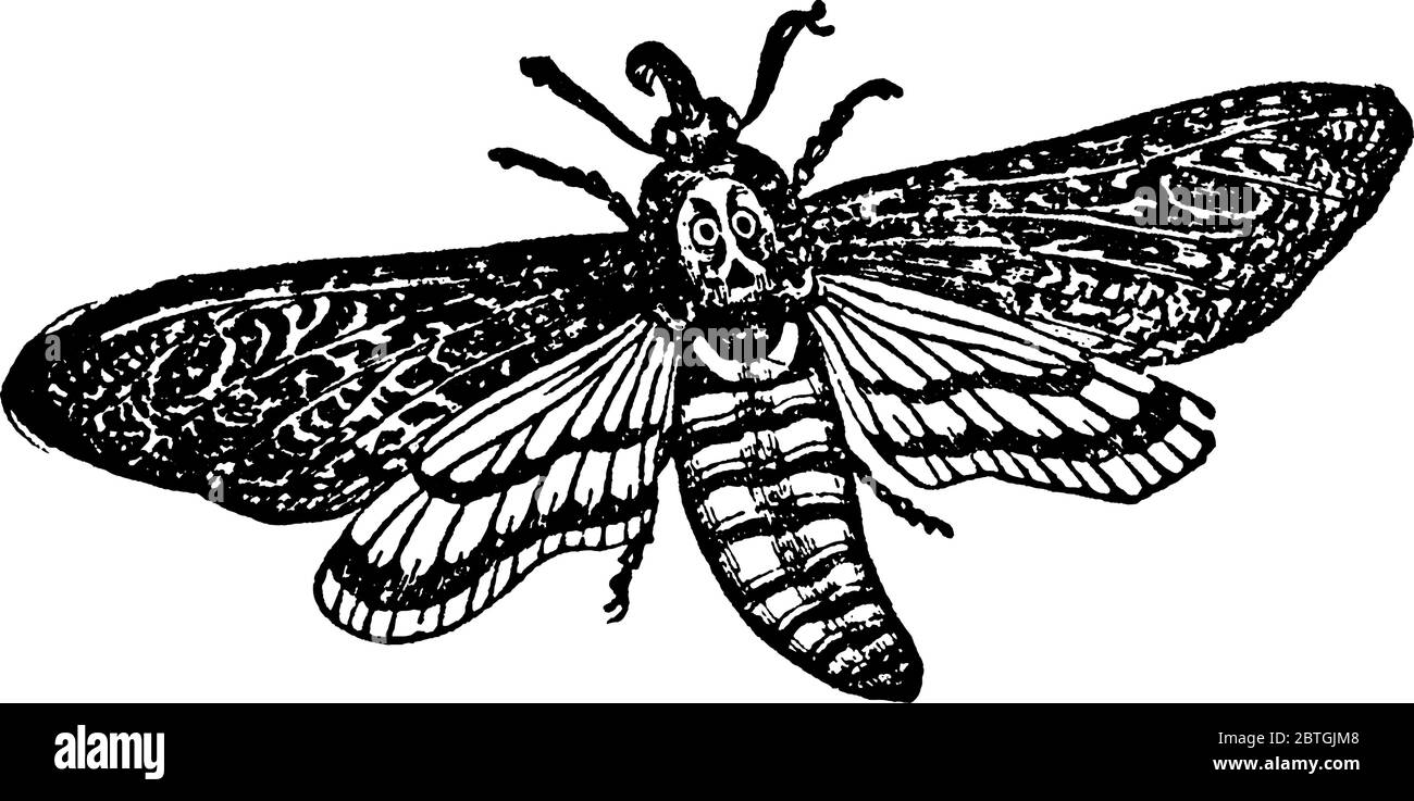 L'Acherontia europea Atropos, falce-falce con marcature sul torace che assomigliano a un cranio o alla testa della morte, da qui il nome. Vola dopo il tramonto e. Illustrazione Vettoriale