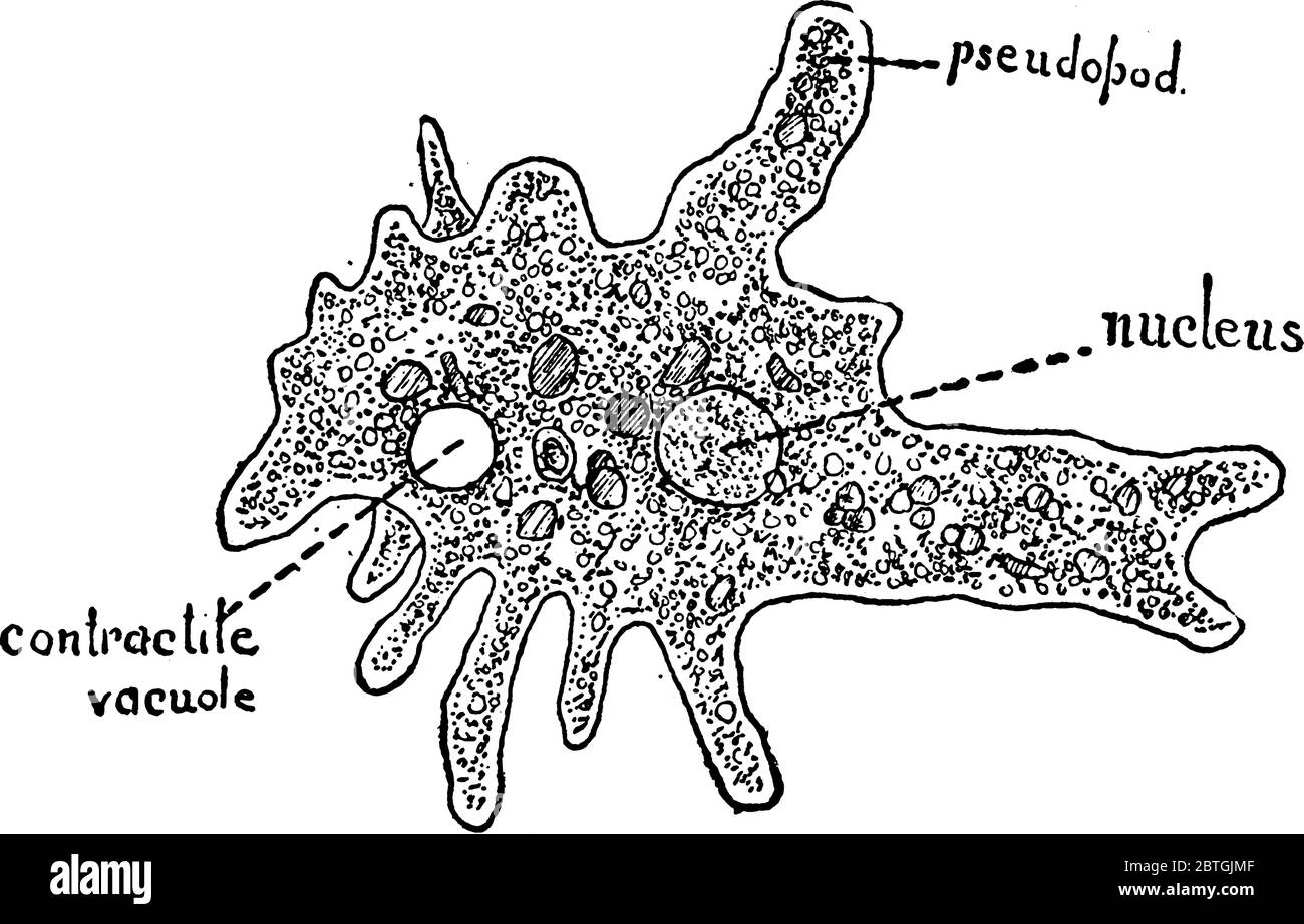 Ameba è un organismo che ha pseudopod, un nucleo e vacuolo contrattile, disegno di linee d'annata o illustrazione di incisione. Illustrazione Vettoriale