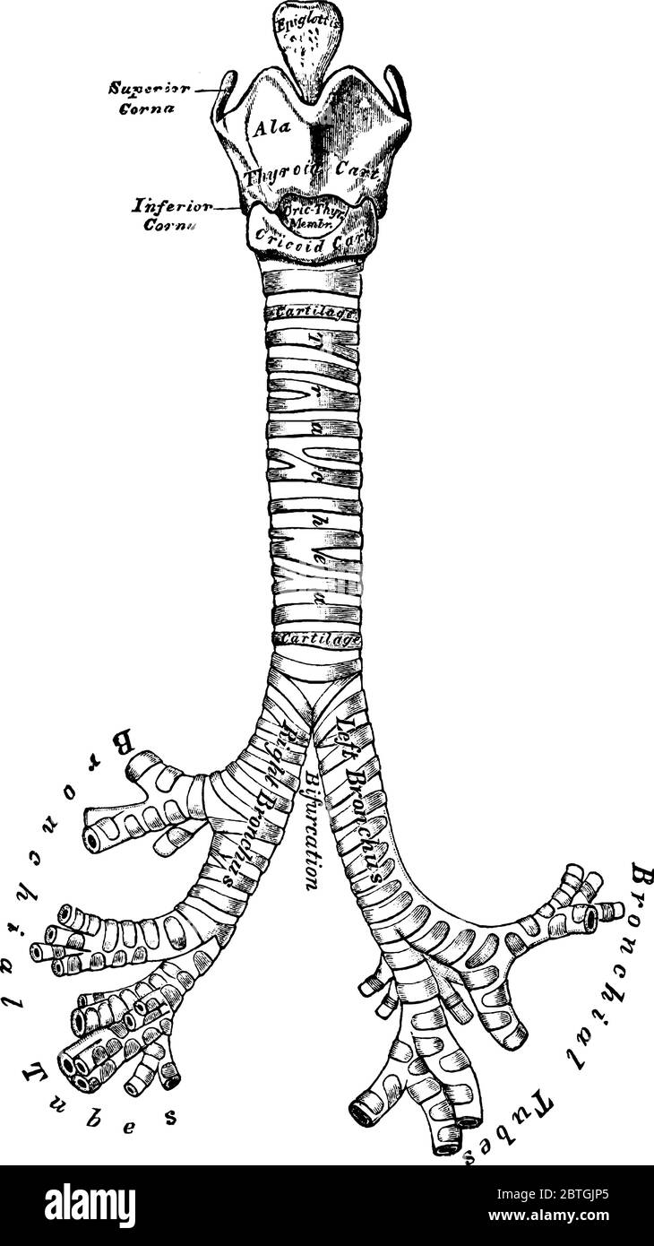 Vista frontale delle cartilagini di laringe, trachea e bronchi. La trachea, nota come tubo a vento, si divide in due tubi più piccoli chiamati bronchi, linea d'epoca dr Illustrazione Vettoriale