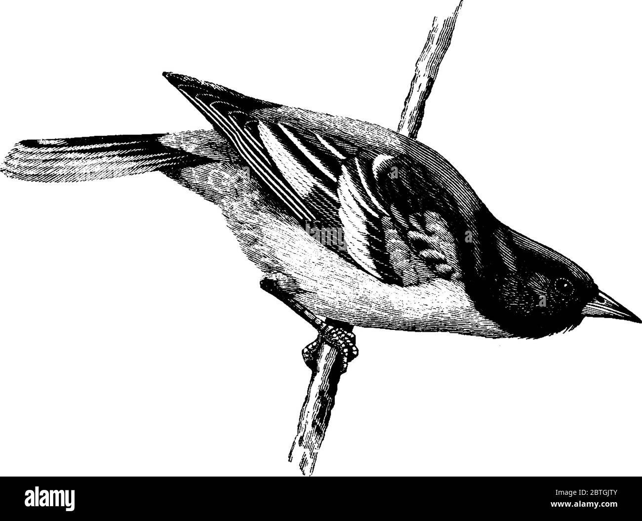 Il Baltimore oriole è un piccolo uccello nero icteride della famiglia Icteridae, è l'uccello di stato ufficiale del Maryland., disegno di linea vintage o incisione il Illustrazione Vettoriale